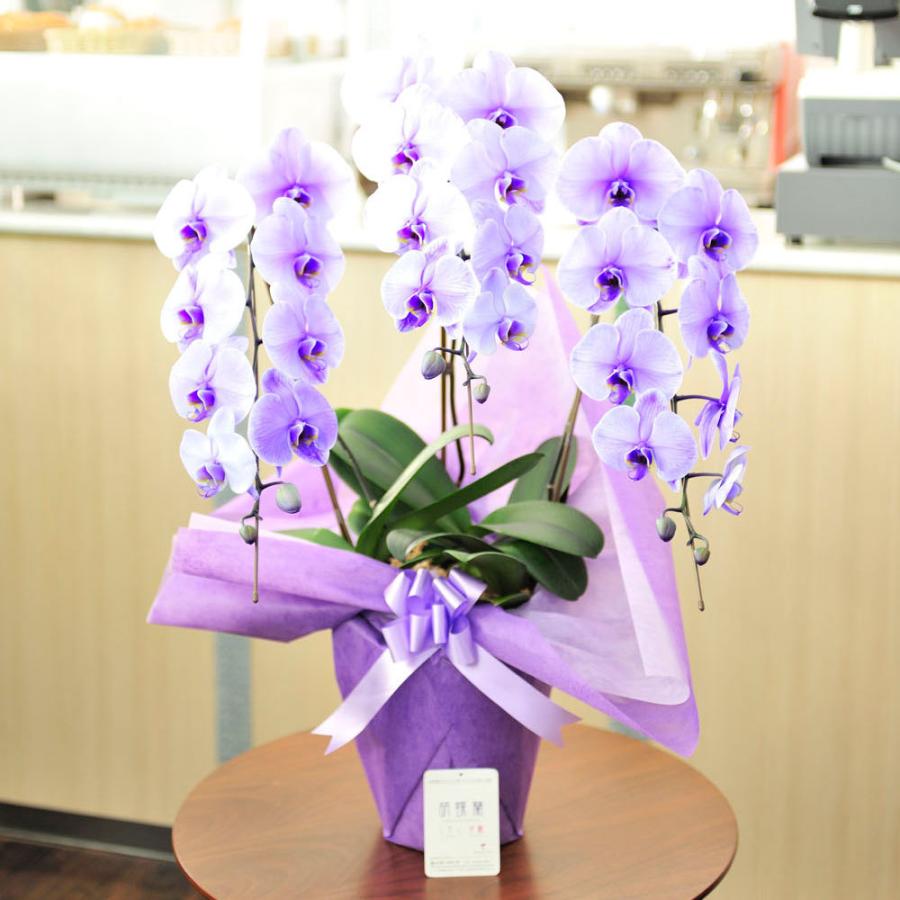 胡蝶蘭3本立 紫 3万円コース Ko0 Sp Gifts Yahoo 店 通販 Yahoo ショッピング