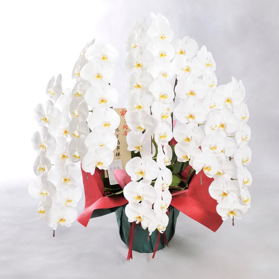 豪華胡蝶蘭6本立(白) 5万円コース : SP GiftS Yahoo!店 - 通販 豪華胡蝶蘭6本立(白) 5万円コース : SP GiftS Yahoo!店 - 通販