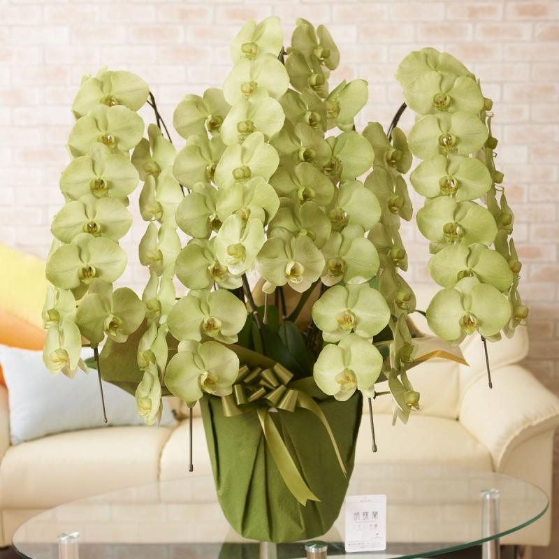 人気沸騰 上品に色づく緑色が大人びた雰囲気のワンランク上の祝い花 カラー胡蝶蘭 彩 Irodori 5本立60輪以上 緑 生花 Oyostate Gov Ng