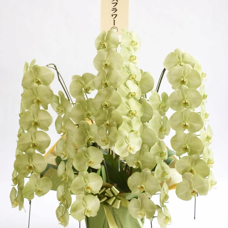 人気沸騰 上品に色づく緑色が大人びた雰囲気のワンランク上の祝い花 カラー胡蝶蘭 彩 Irodori 5本立60輪以上 緑 生花 Oyostate Gov Ng