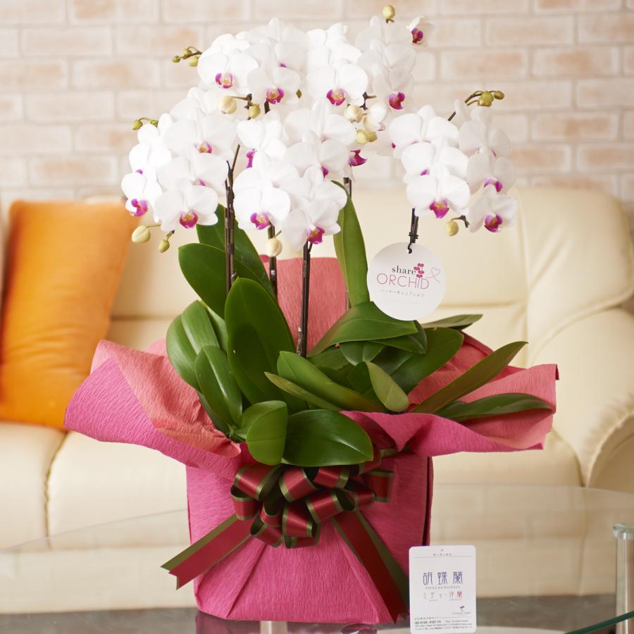 最大80 オフ 一株毎に分けて持ち帰りも可能なタイプのシェア型胡蝶蘭ミディ 胡蝶蘭ミディ シェアオーキッド 5本立 白 生花 Www Artrescue Com