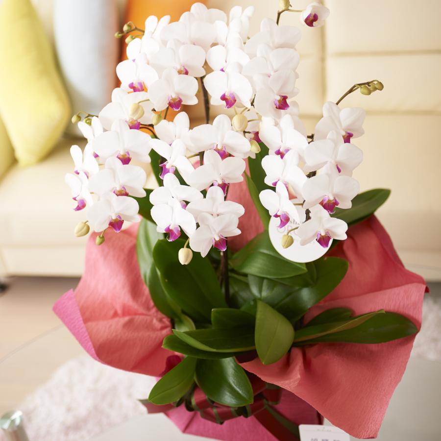 最大80 オフ 一株毎に分けて持ち帰りも可能なタイプのシェア型胡蝶蘭ミディ 胡蝶蘭ミディ シェアオーキッド 5本立 白 生花 Www Artrescue Com