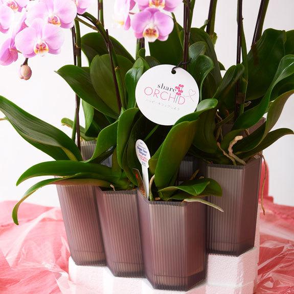 最大80 オフ 一株毎に分けて持ち帰りも可能なタイプのシェア型胡蝶蘭ミディ 胡蝶蘭ミディ シェアオーキッド 5本立 白 生花 Www Artrescue Com