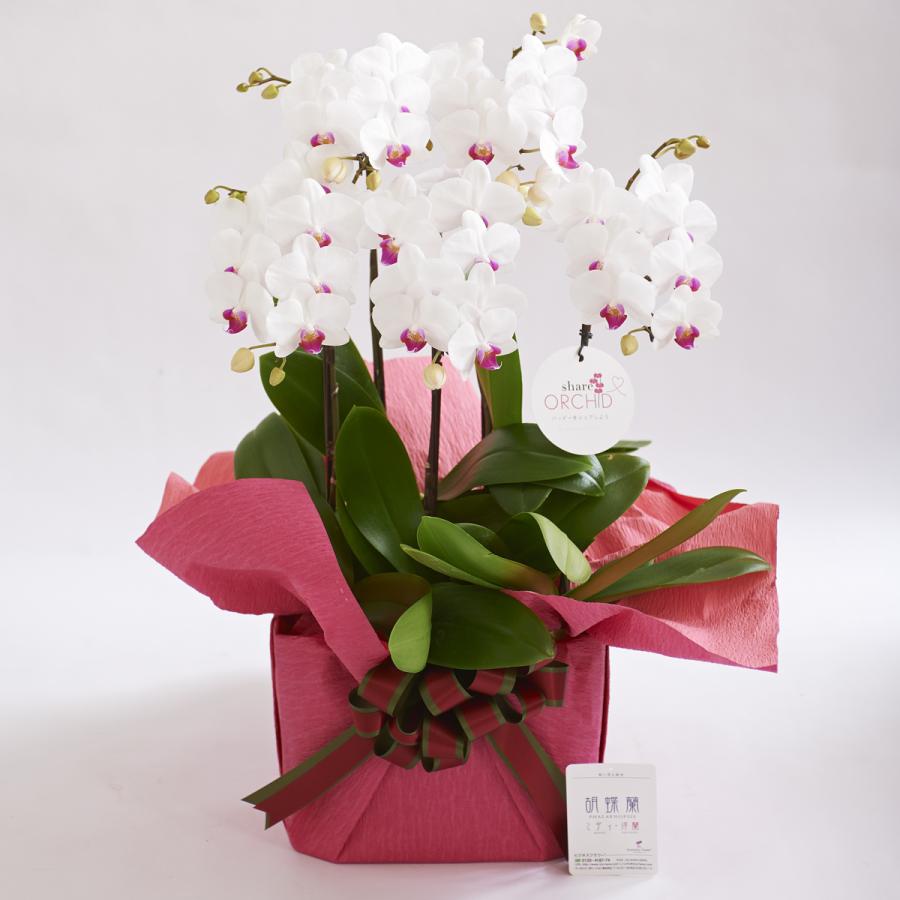 最大80 オフ 一株毎に分けて持ち帰りも可能なタイプのシェア型胡蝶蘭ミディ 胡蝶蘭ミディ シェアオーキッド 5本立 白 生花 Www Artrescue Com