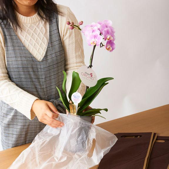 最大80 オフ 一株毎に分けて持ち帰りも可能なタイプのシェア型胡蝶蘭ミディ 胡蝶蘭ミディ シェアオーキッド 5本立 白 生花 Www Artrescue Com