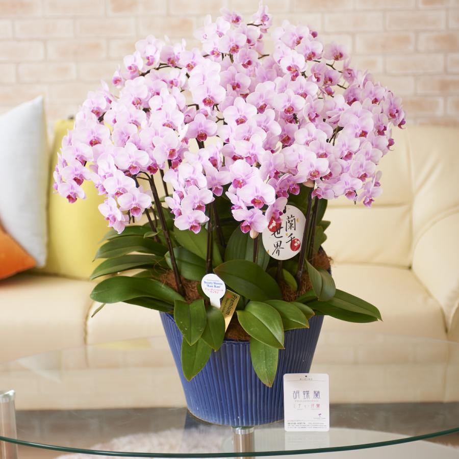 送料無料キャンペーン 一株毎に分けて持ち帰りも可能なタイプのシェア型胡蝶蘭ミディ 15本立 ピンク シェアオーキッド 胡蝶蘭ミディ 生花 Www Smssvg Org