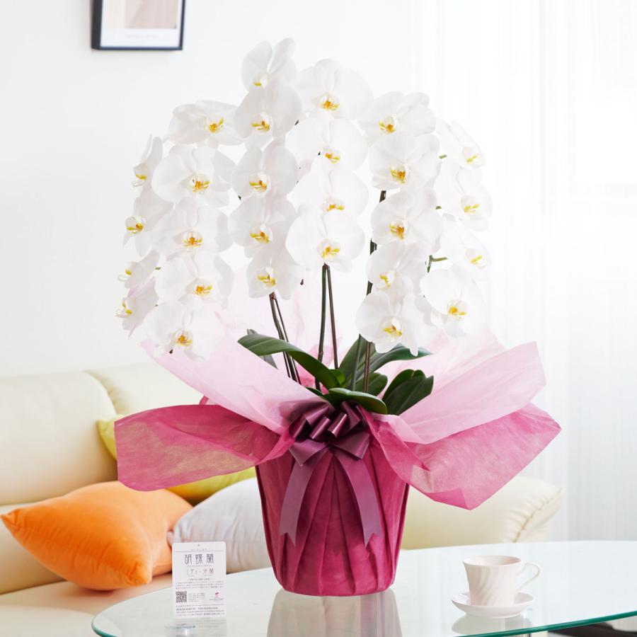 胡蝶蘭3本立 白 1 2万円コース Ko4 Sp Gifts Yahoo 店 通販 Yahoo ショッピング