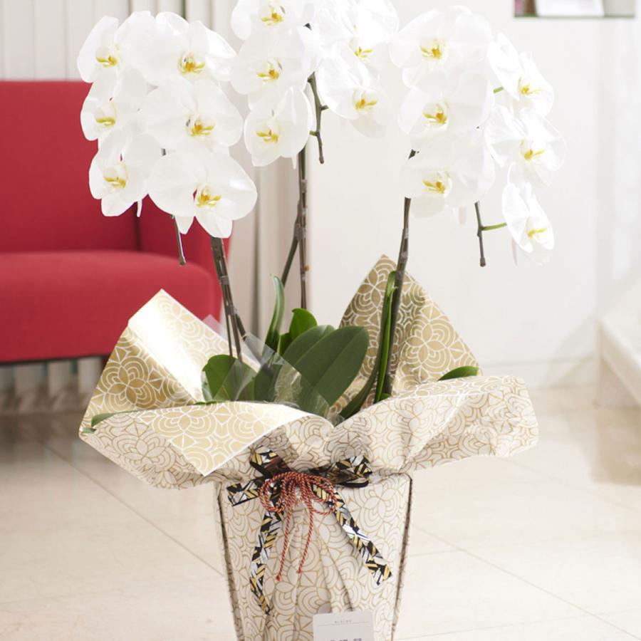 最高品質の 違いにこだわるデザイン性の高いラッピングの大輪胡蝶蘭3本立 こだわりラッピング 3本立 白 1万円コース 曼荼羅 まんだら 金花柄 生花 Www Croftheadholidaypark Co Uk