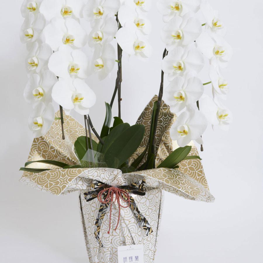 数量限定価格 違いにこだわるデザイン性の高いラッピングの大輪胡蝶蘭3本立 3本立 白 1 2万円コース 胡蝶蘭 曼荼羅 まんだら 金花柄 こだわりラッピング 生花 Innovex Lk
