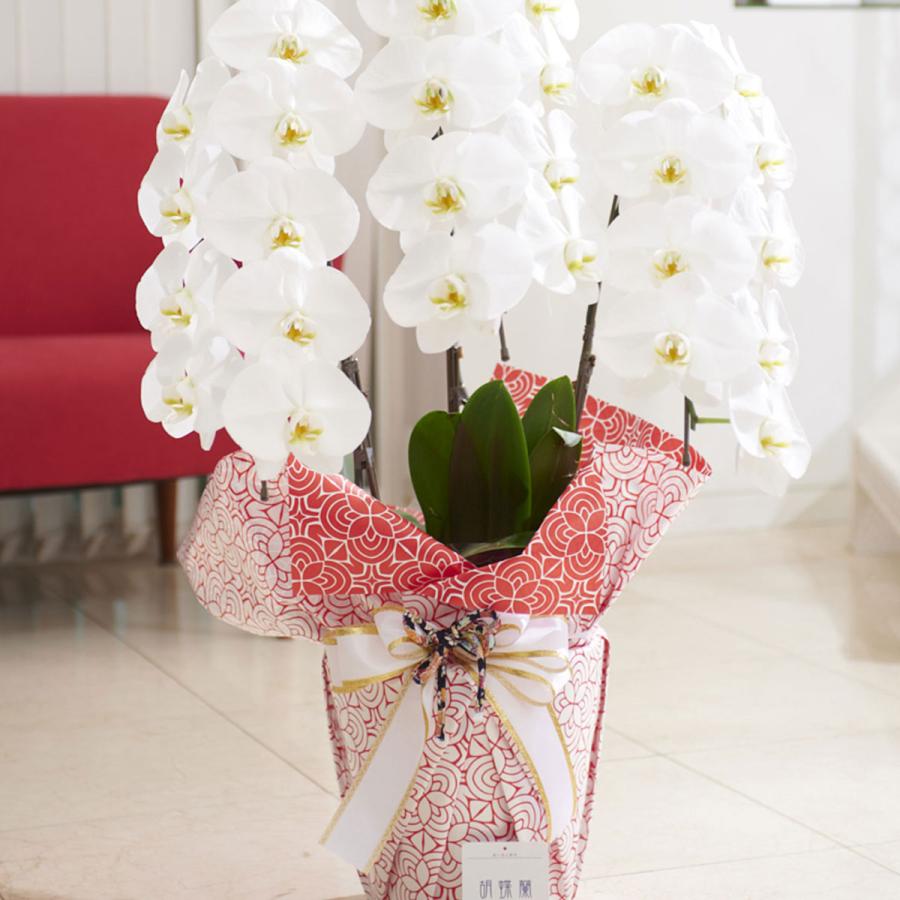 祝開店 大放出セール開催中 違いにこだわるデザイン性の高いラッピングの大輪胡蝶蘭3本立 3本立 白 1 2万円コース 胡蝶蘭 曼荼羅 まんだら 赤花柄 こだわりラッピング 生花 Xfonemobile Com