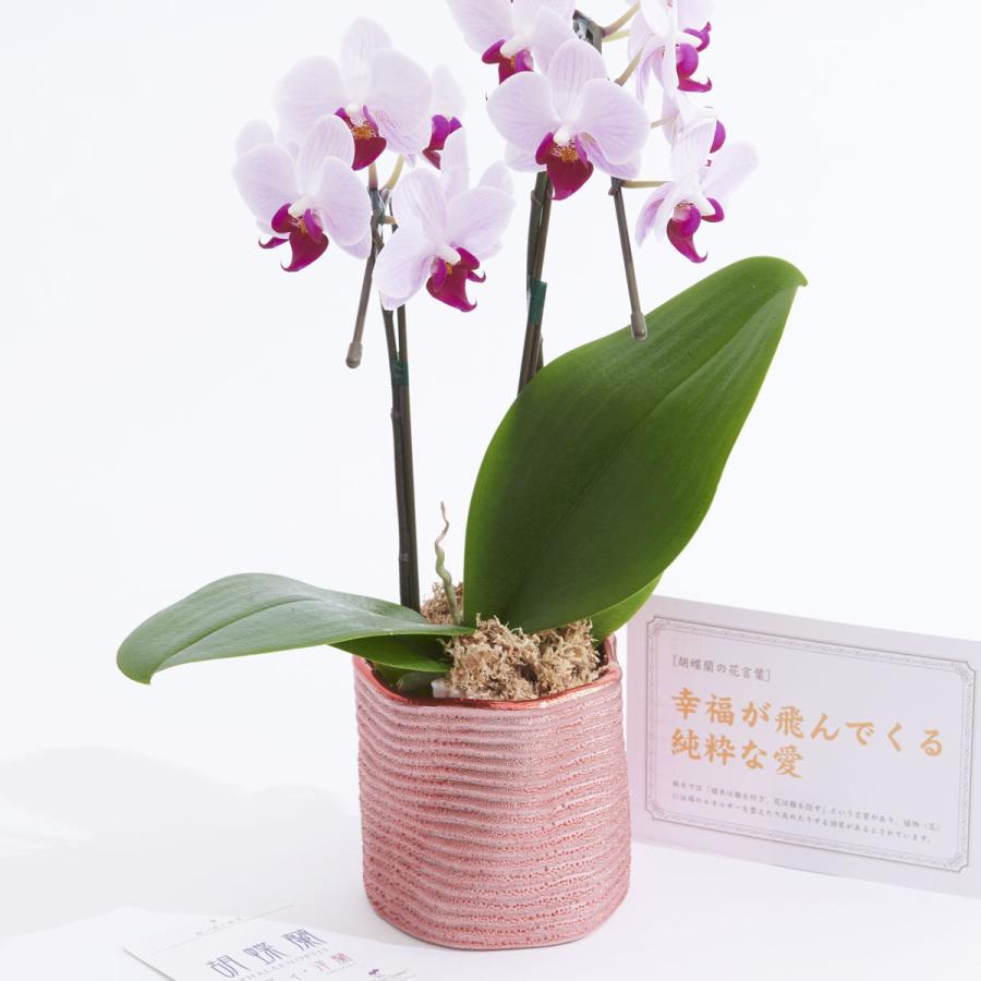 胡蝶蘭ミディ ミニ胡蝶蘭 カララ キラリ ピンク 花言葉カード付 Ko578 Sp Gifts Yahoo 店 通販 Yahoo ショッピング