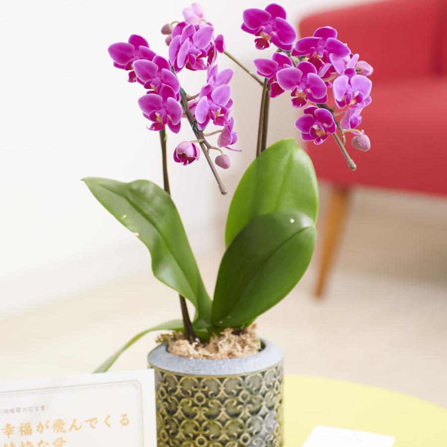 胡蝶蘭ミディ カララ 胡蝶 黒器 花言葉カード付 Ko585 Sp Gifts Yahoo 店 通販 Yahoo ショッピング