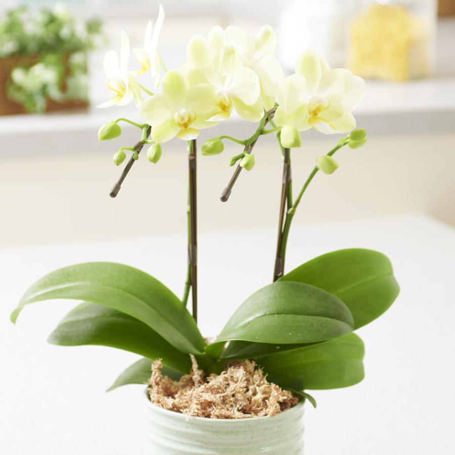 胡蝶蘭ミディ ミニ胡蝶蘭 カララ 胡蝶 緑器 花言葉カード付 Ko586 Sp Gifts Yahoo 店 通販 Yahoo ショッピング