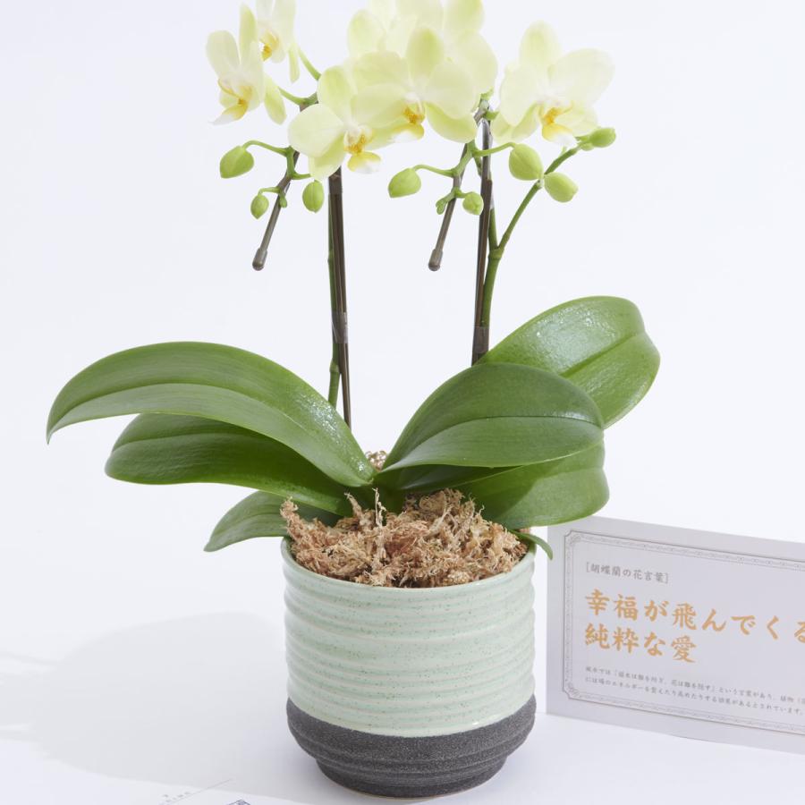 胡蝶蘭ミディ ミニ胡蝶蘭 カララ 胡蝶 緑器 花言葉カード付 Ko586 Sp Gifts Yahoo 店 通販 Yahoo ショッピング