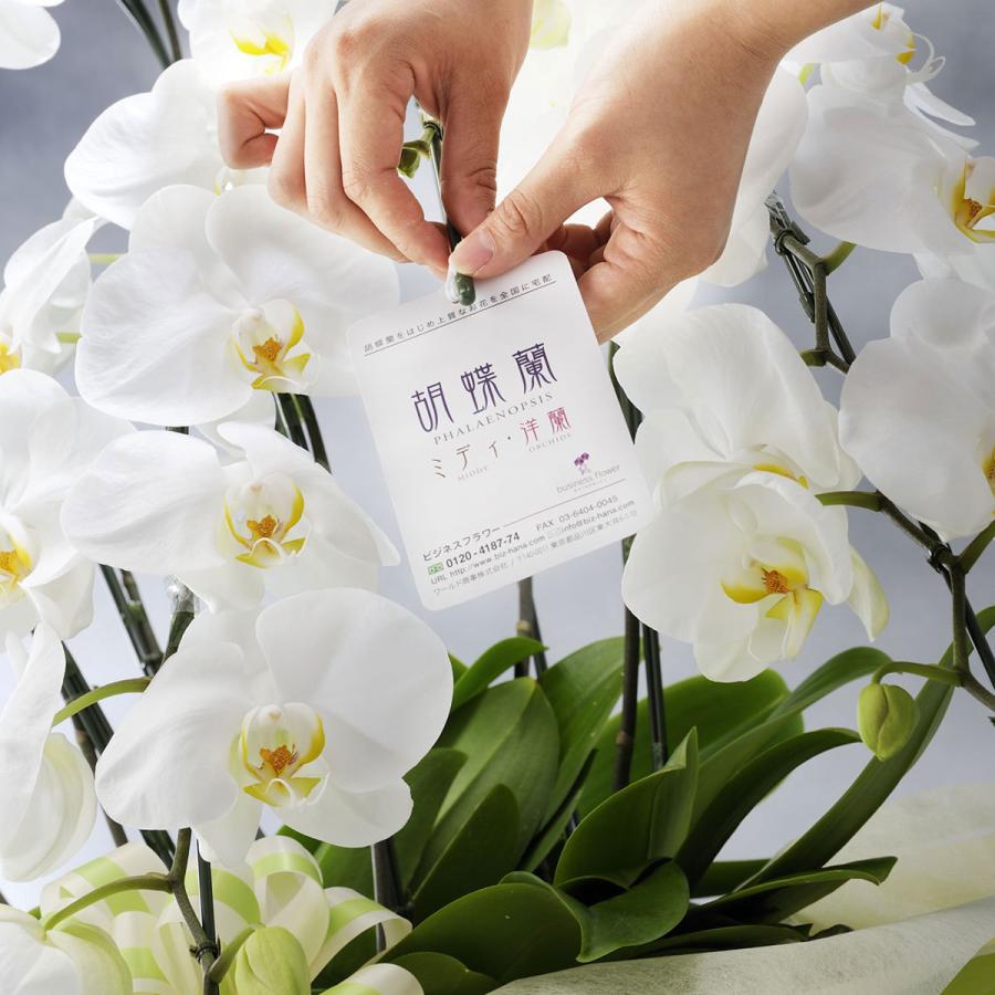 胡蝶蘭ミディ ミニ胡蝶蘭 カララ 胡蝶 緑器 花言葉カード付 Ko586 Sp Gifts Yahoo 店 通販 Yahoo ショッピング