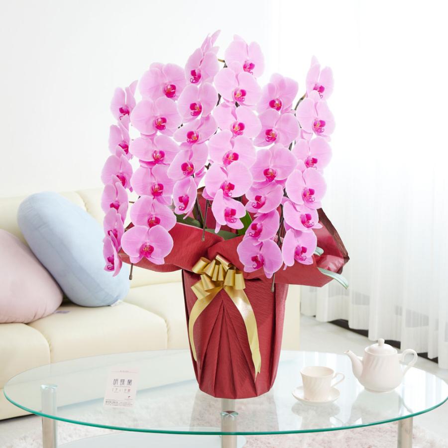 胡蝶蘭3本立 ピンク 1 5万円コース Ko6 Sp Gifts Yahoo 店 通販 Yahoo ショッピング