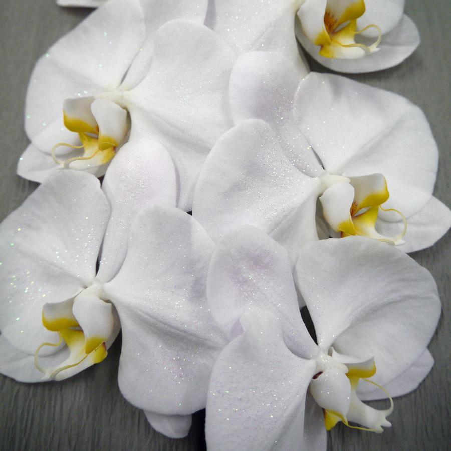 楽天1位 パールホワイトラメ装飾 胡蝶蘭5本立 白 2万円コース 45輪程度 人気満点 Www Maxipiso Com Ar