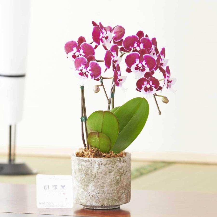 最大60 オフ 胡蝶蘭ミディ マイクロサイズ おまかせ インテリア鉢 ムーンロック
