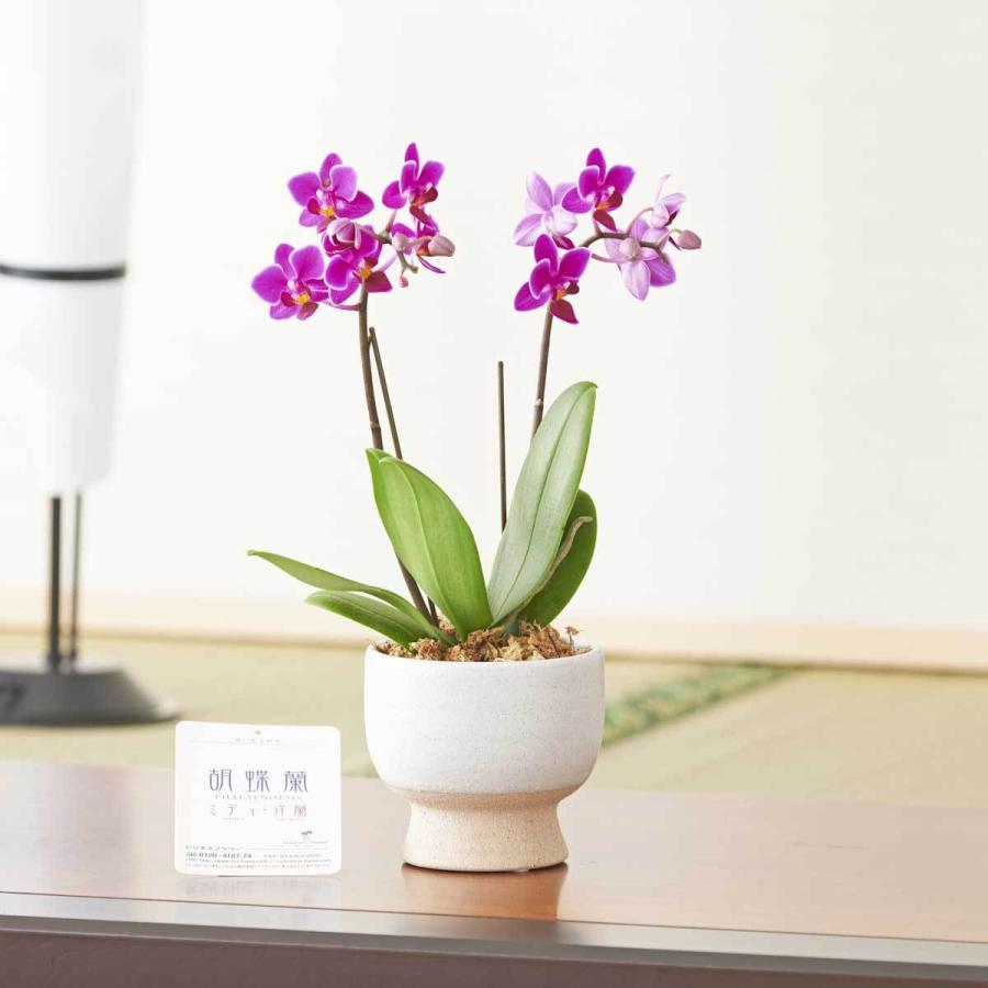 胡蝶蘭ミディ マイクロサイズ おまかせ インテリア鉢 バイカラー 猪口型 Ko750 Sp Gifts Yahoo 店 通販 Yahoo ショッピング