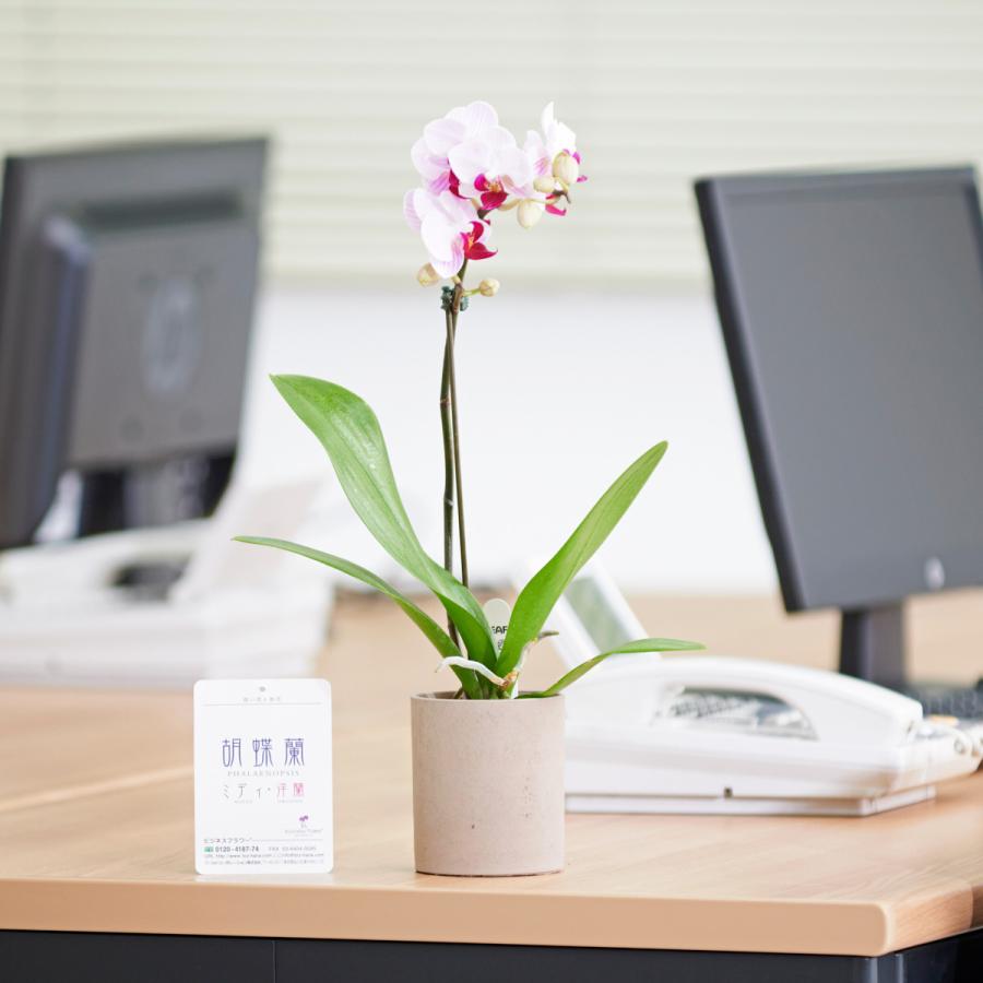 胡蝶蘭ミディ（ミニ胡蝶蘭）手土産胡蝶蘭（おまかせ）　1本立　12個セット