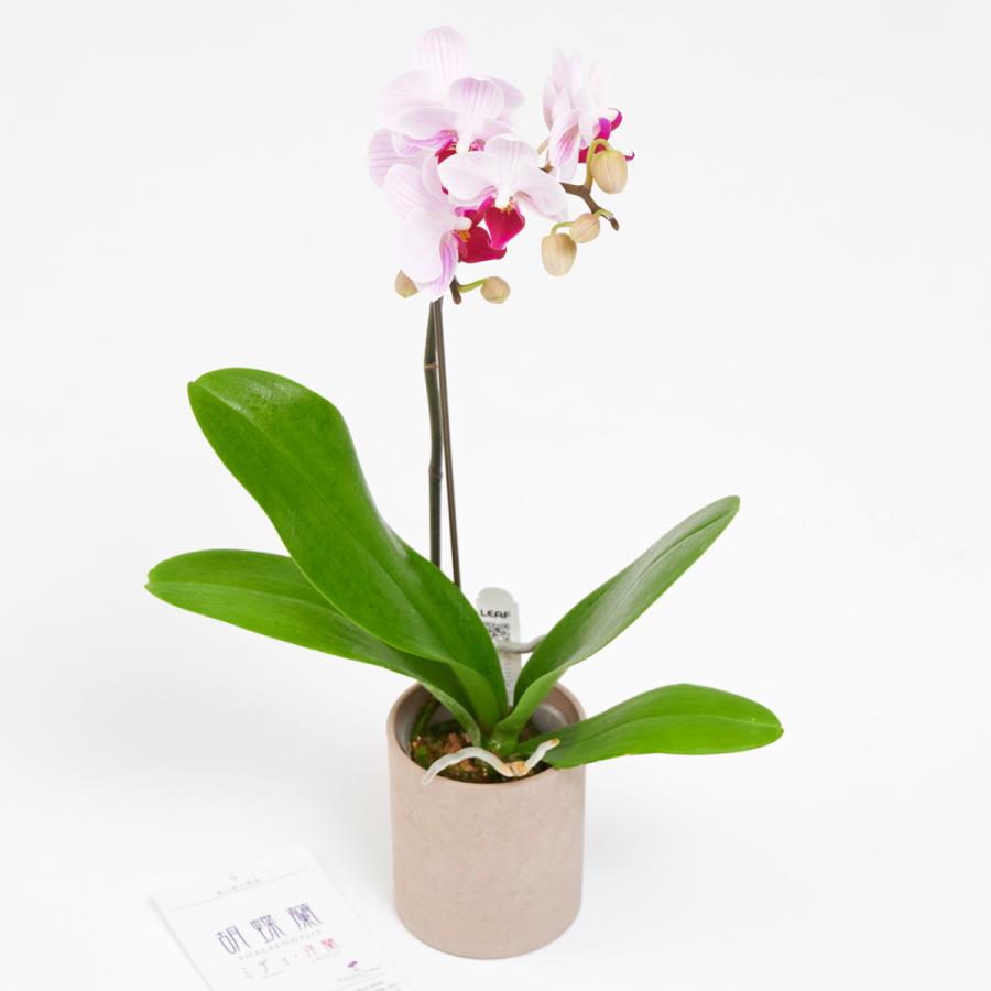 胡蝶蘭ミディ（ミニ胡蝶蘭）手土産胡蝶蘭（おまかせ）　1本立　12個セット ミニ胡蝶蘭