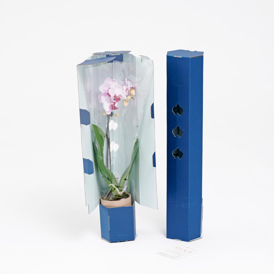 胡蝶蘭ミディ（ミニ胡蝶蘭）手土産胡蝶蘭（おまかせ）　1本立　12個セット ミニ胡蝶蘭