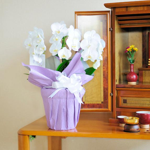 フューネラルミディ胡蝶蘭（白）　3本立（21輪以上）