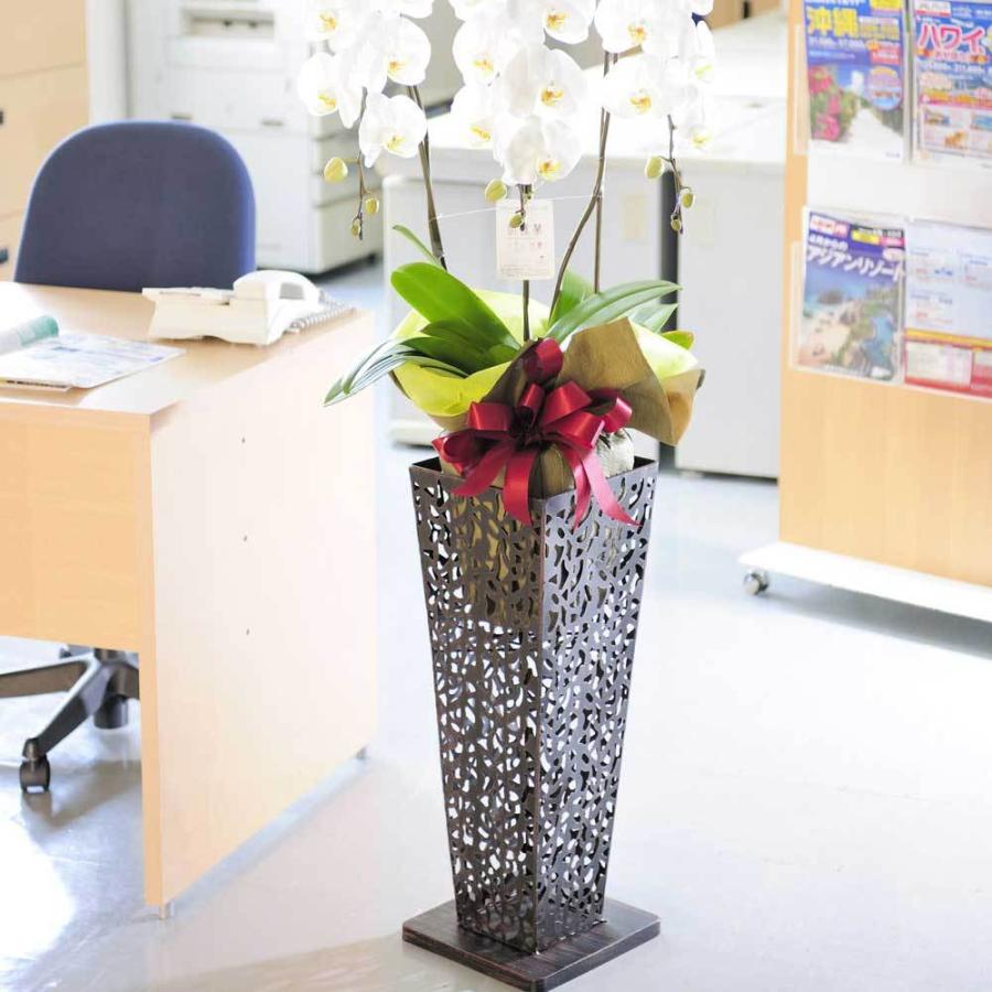 配送地域限定 スタンド花 胡蝶蘭 ロースタンド ブリキ型 2万円コース St68 Sp Gifts Yahoo 店 通販 Yahoo ショッピング