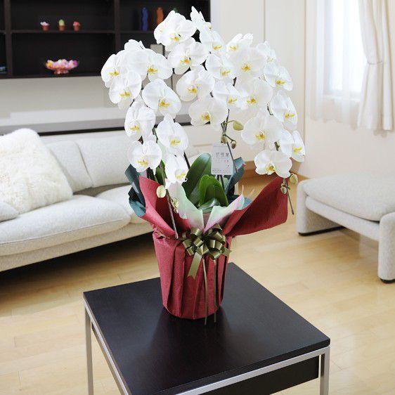 当日お届け 最短２時間 胡蝶蘭3本立 白 1 5万円コース 送料無料 Tdko7 Sp Gifts Yahoo 店 通販 Yahoo ショッピング