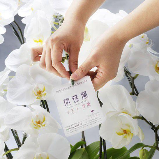 当日お届け 最短２時間 胡蝶蘭3本立 白 1 5万円コース 送料無料 Tdko7 Sp Gifts Yahoo 店 通販 Yahoo ショッピング