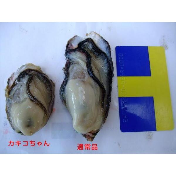 訳あり小粒殻付き生牡蠣】 岡山県 邑久産 曙牡蠣 | 一斗缶250個以上(10kg) ナイフ、軍手付き 生食可 殻付き カキ 殻付き牡蠣 :kaki07:備前焼とグルメの店七 - 通販 - Yahoo!ショッピング 訳あり小粒殻付き生牡蠣】 岡山県 邑久産 曙牡蠣 | 一斗缶250個以上(10kg) ナイフ、軍手付き 生食可 殻付き カキ 殻付き牡蠣 :kaki07:備前焼とグルメの店七 - 通販 - Yahoo!ショッピング