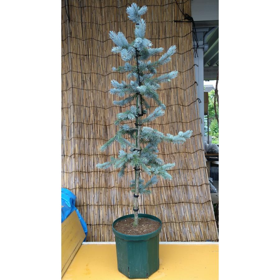 【希少】 【植木屋 逸木-いちぼく-】お庭や玄関先のシンボルツリーに最適です！ 青いクリスマスツリー『コロラドトウヒ・ホプシー』No.21009 【F1155048652】(40434円)