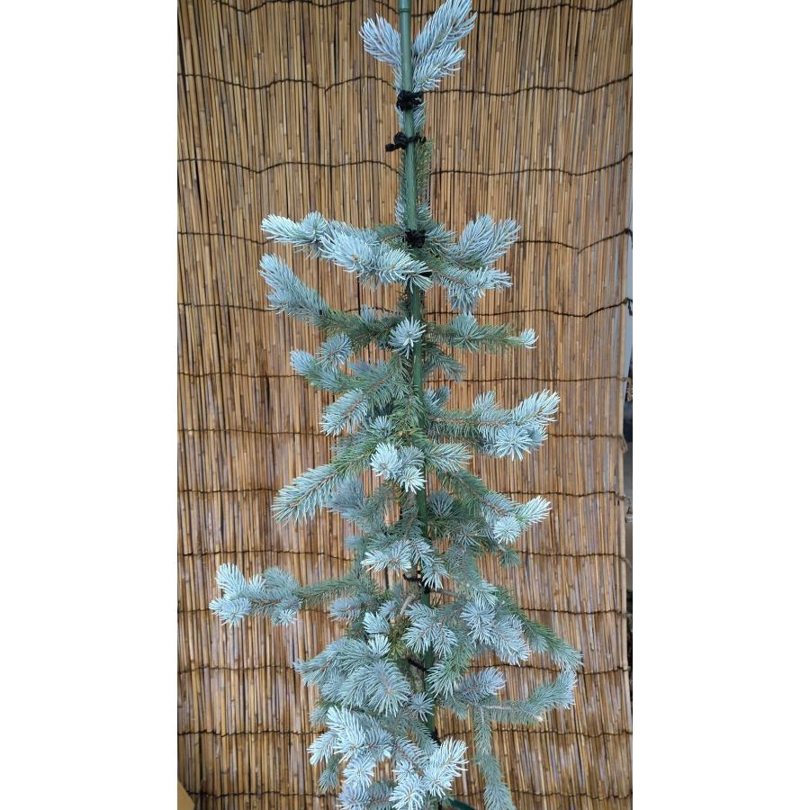 【希少】 【植木屋 逸木-いちぼく-】お庭や玄関先のシンボルツリーに最適です！ 青いクリスマスツリー『コロラドトウヒ・ホプシー』No.21009 【F1155048652】(40434円)