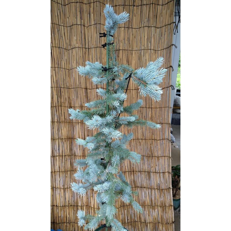 【希少】 【植木屋 逸木-いちぼく-】お庭や玄関先のシンボルツリーに最適です！ 青いクリスマスツリー『コロラドトウヒ・ホプシー』No.21009 【F1155048652】(40434円)