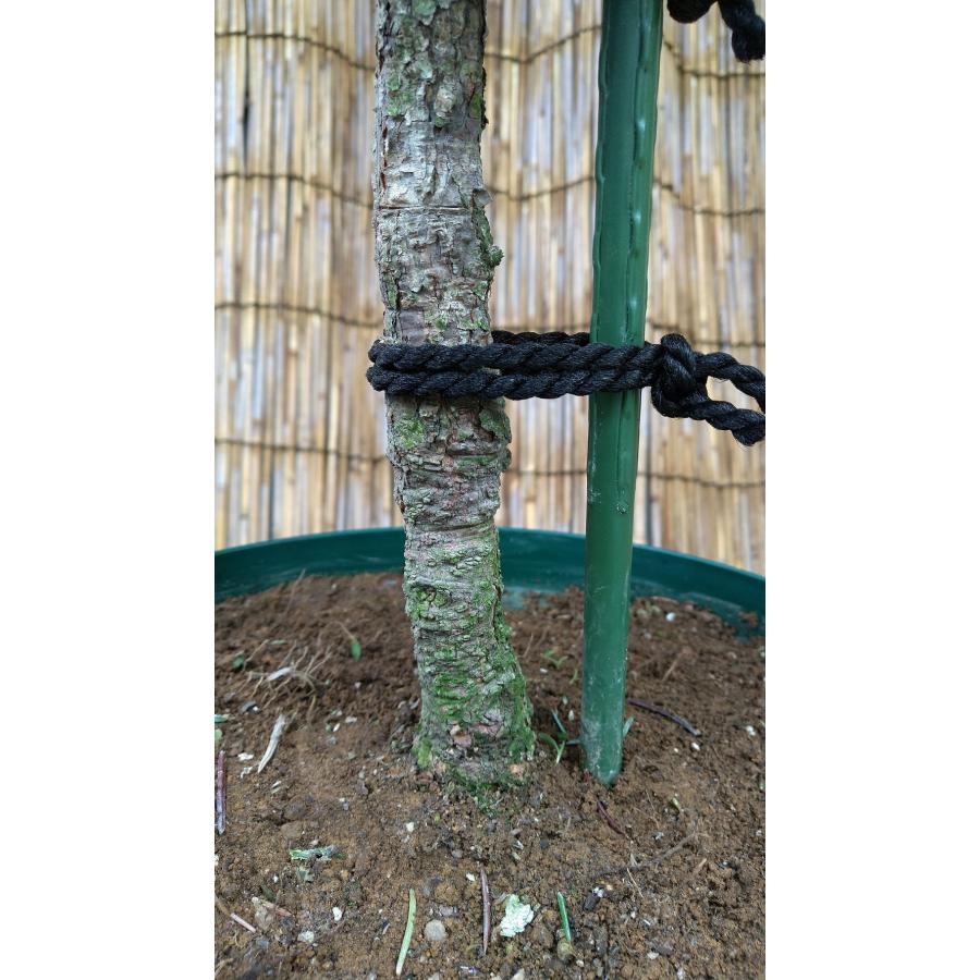 【希少】 【植木屋 逸木-いちぼく-】お庭や玄関先のシンボルツリーに最適です！ 青いクリスマスツリー『コロラドトウヒ・ホプシー』No.21009 【F1155048652】(40434円)