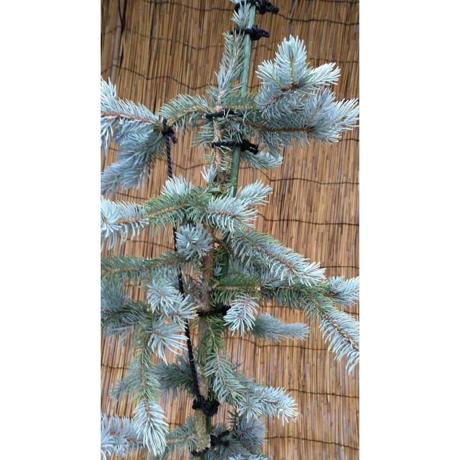 【希少】 【植木屋 逸木-いちぼく-】お庭や玄関先のシンボルツリーに最適です！ 青いクリスマスツリー『コロラドトウヒ・ホプシー』No.21009 【F1155048652】(40434円)