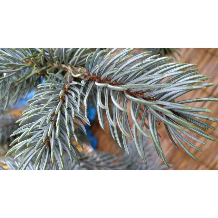 【希少】 【植木屋 逸木-いちぼく-】お庭や玄関先のシンボルツリーに最適です！ 青いクリスマスツリー『コロラドトウヒ・ホプシー』No.21009 【F1155048652】(40434円)