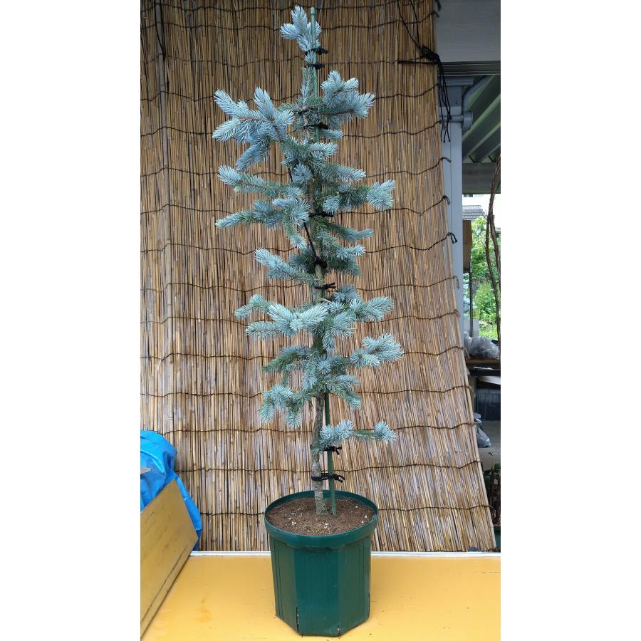 【希少】 【植木屋 逸木-いちぼく-】お庭や玄関先のシンボルツリーに最適です！ 青いクリスマスツリー『コロラドトウヒ・ホプシー』No.21009 【F1155048652】(40434円)