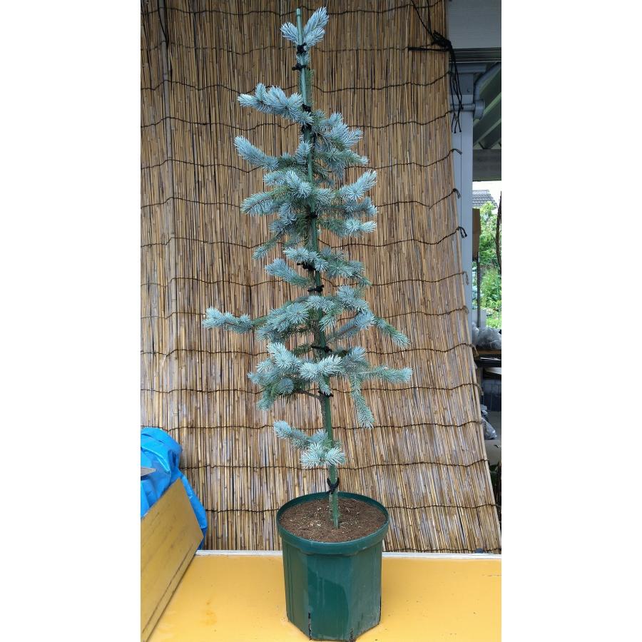 【希少】 【植木屋 逸木-いちぼく-】お庭や玄関先のシンボルツリーに最適です！ 青いクリスマスツリー『コロラドトウヒ・ホプシー』No.21009 【F1155048652】(40434円)