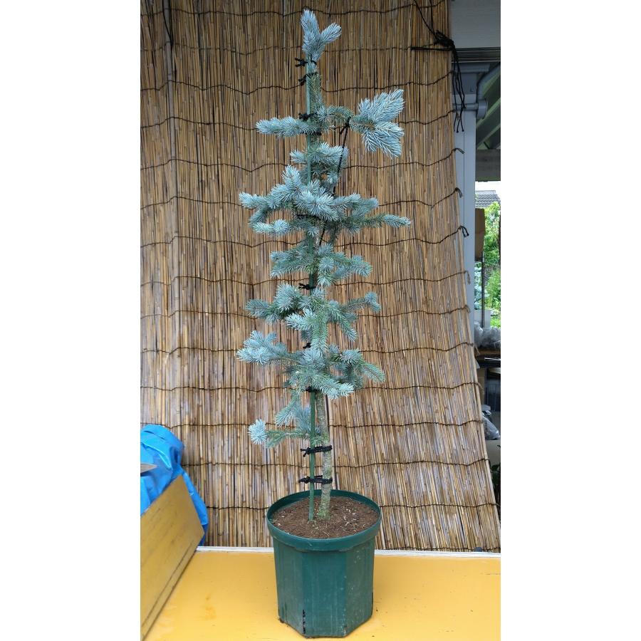 【希少】 【植木屋 逸木-いちぼく-】お庭や玄関先のシンボルツリーに最適です！ 青いクリスマスツリー『コロラドトウヒ・ホプシー』No.21009 【F1155048652】(40434円)