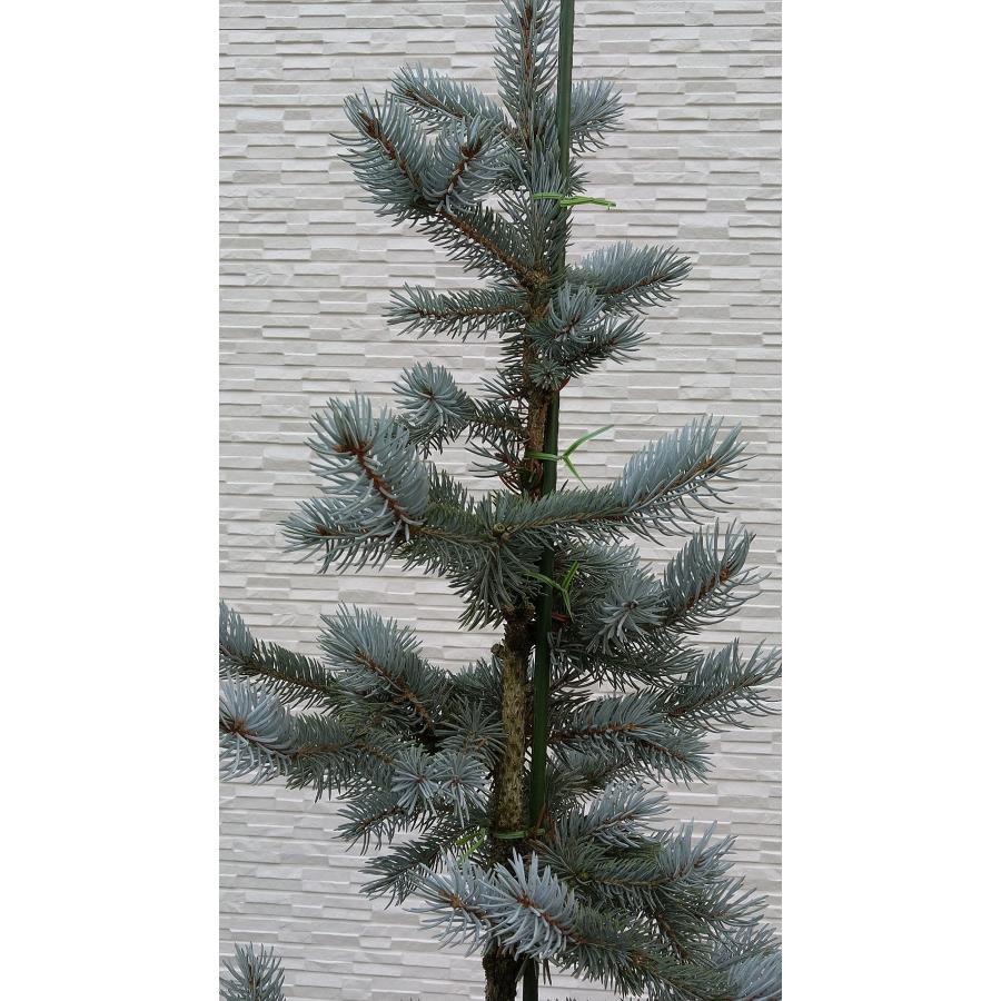 【新商品】 【植木屋 逸木-いちぼく-】お庭や玄関先のシンボルツリーに最適です！ 青いクリスマスツリー『コロラドトウヒ・ホプシー』No.21067 【EI6461689493】(22620円)
