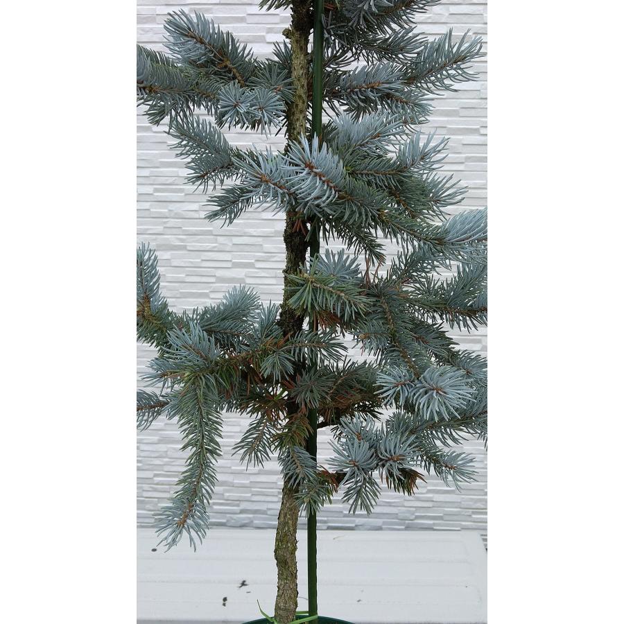 【新商品】 【植木屋 逸木-いちぼく-】お庭や玄関先のシンボルツリーに最適です！ 青いクリスマスツリー『コロラドトウヒ・ホプシー』No.21067 【EI6461689493】(22620円)