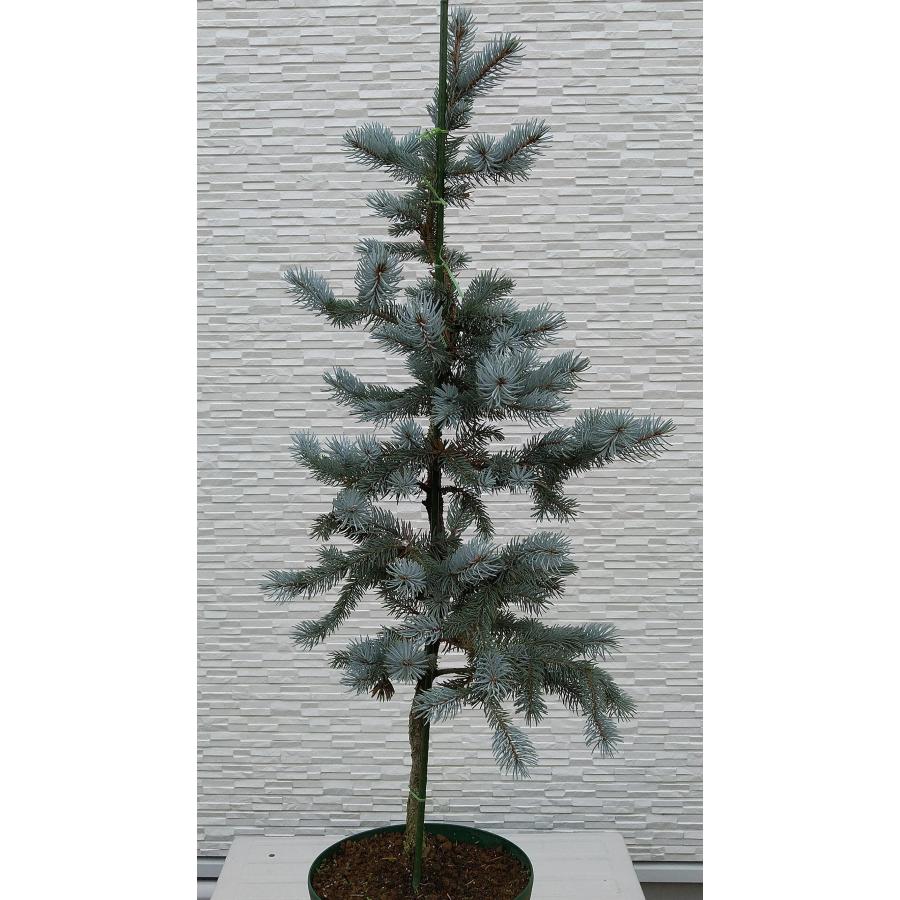 【新商品】 【植木屋 逸木-いちぼく-】お庭や玄関先のシンボルツリーに最適です！ 青いクリスマスツリー『コロラドトウヒ・ホプシー』No.21067 【EI6461689493】(22620円)