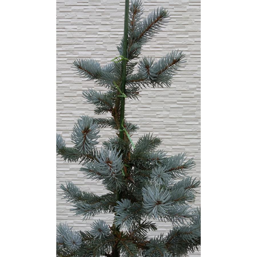 【新商品】 【植木屋 逸木-いちぼく-】お庭や玄関先のシンボルツリーに最適です！ 青いクリスマスツリー『コロラドトウヒ・ホプシー』No.21067 【EI6461689493】(22620円)
