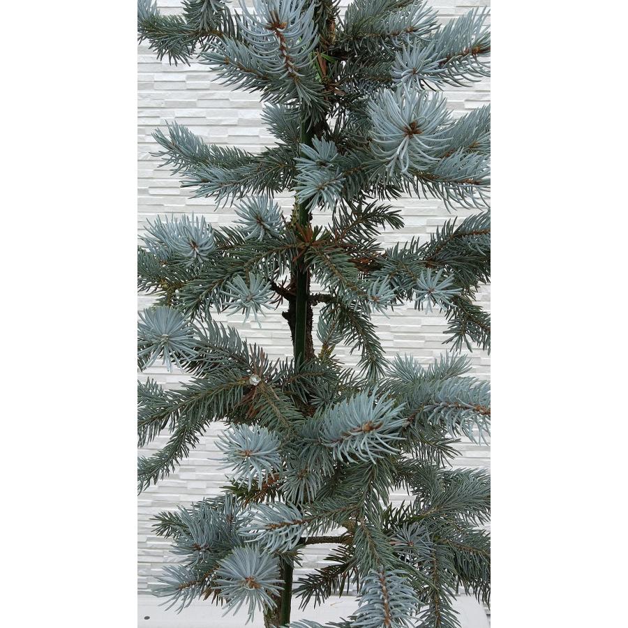 【新商品】 【植木屋 逸木-いちぼく-】お庭や玄関先のシンボルツリーに最適です！ 青いクリスマスツリー『コロラドトウヒ・ホプシー』No.21067 【EI6461689493】(22620円)