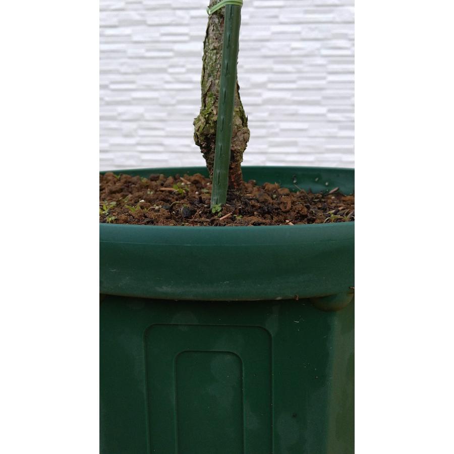 【新商品】 【植木屋 逸木-いちぼく-】お庭や玄関先のシンボルツリーに最適です！ 青いクリスマスツリー『コロラドトウヒ・ホプシー』No.21067 【EI6461689493】(22620円)