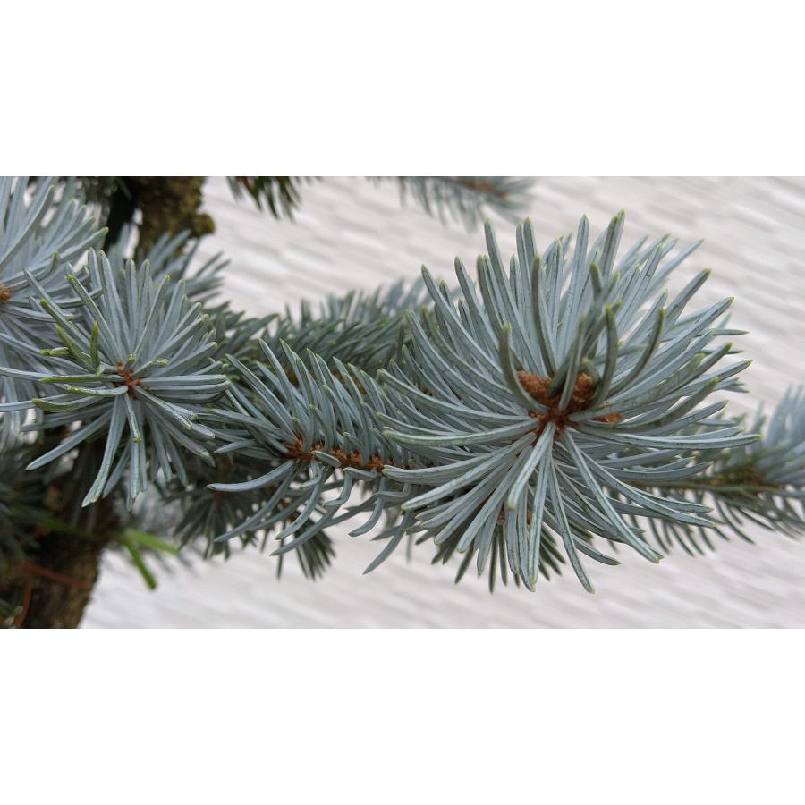 【新商品】 【植木屋 逸木-いちぼく-】お庭や玄関先のシンボルツリーに最適です！ 青いクリスマスツリー『コロラドトウヒ・ホプシー』No.21067 【EI6461689493】(22620円)
