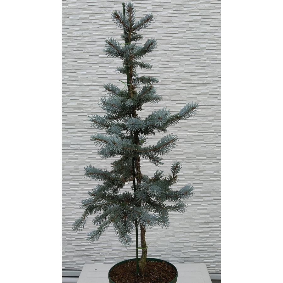 【新商品】 【植木屋 逸木-いちぼく-】お庭や玄関先のシンボルツリーに最適です！ 青いクリスマスツリー『コロラドトウヒ・ホプシー』No.21067 【EI6461689493】(22620円)