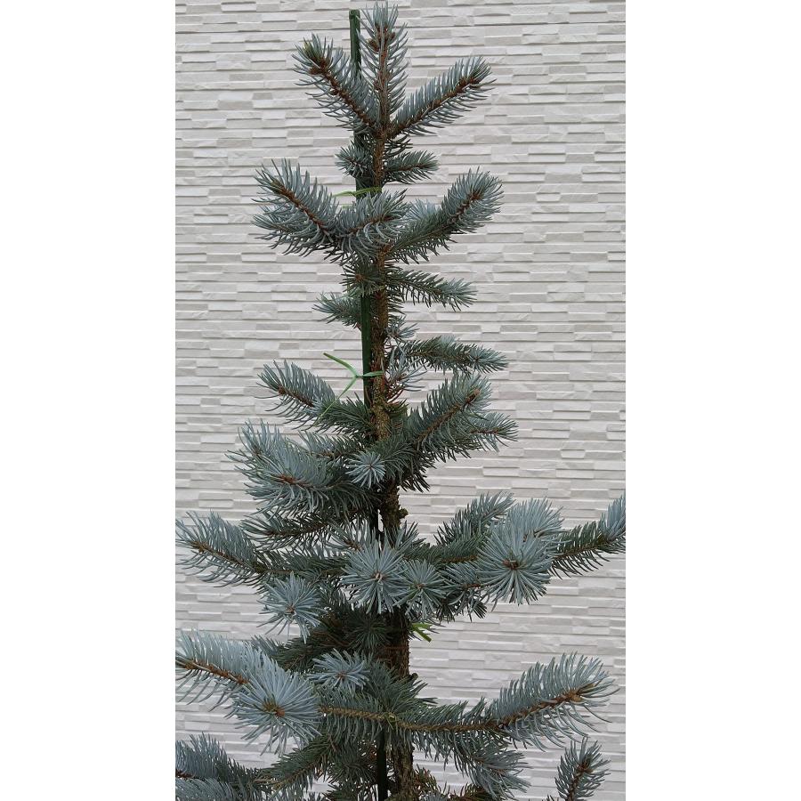 【新商品】 【植木屋 逸木-いちぼく-】お庭や玄関先のシンボルツリーに最適です！ 青いクリスマスツリー『コロラドトウヒ・ホプシー』No.21067 【EI6461689493】(22620円)