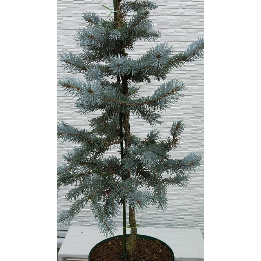 【新商品】 【植木屋 逸木-いちぼく-】お庭や玄関先のシンボルツリーに最適です！ 青いクリスマスツリー『コロラドトウヒ・ホプシー』No.21067 【EI6461689493】(22620円)